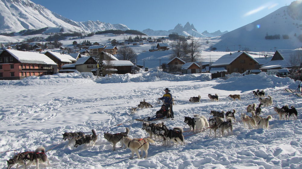 chiens traineau EVENT HIVER